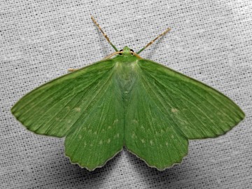 Geometra papilionaria fot. J. Nowak, 